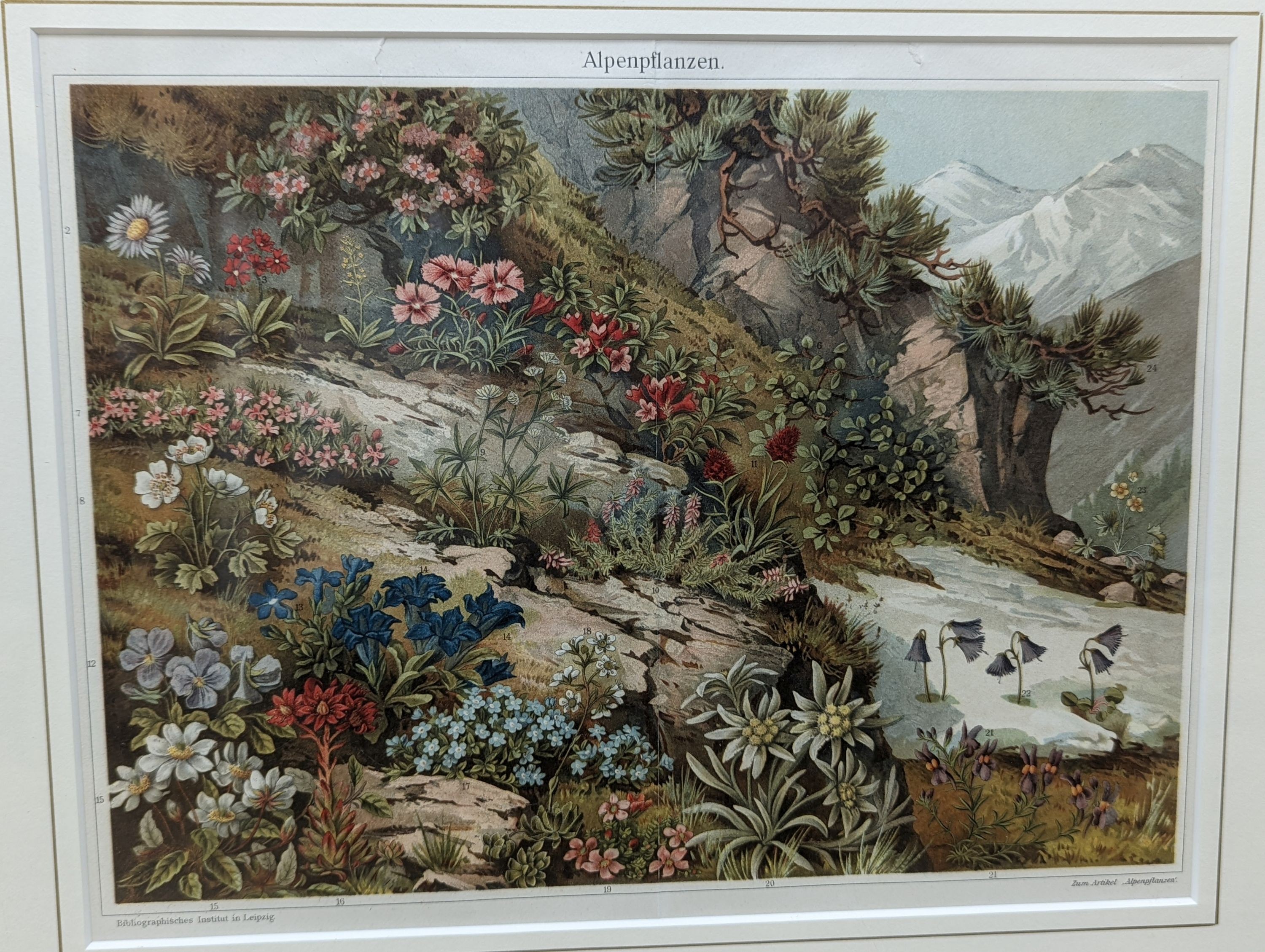 Bibliographisches Institut, Leipzig, sixteen assorted chromolithographs, Illustrations of orchids, fungi and other flora and fauna, 22 x 29cm